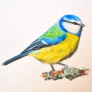 Akvarelov pastelka. Veronika Ktnsk